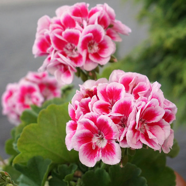 geranium eterisk olja