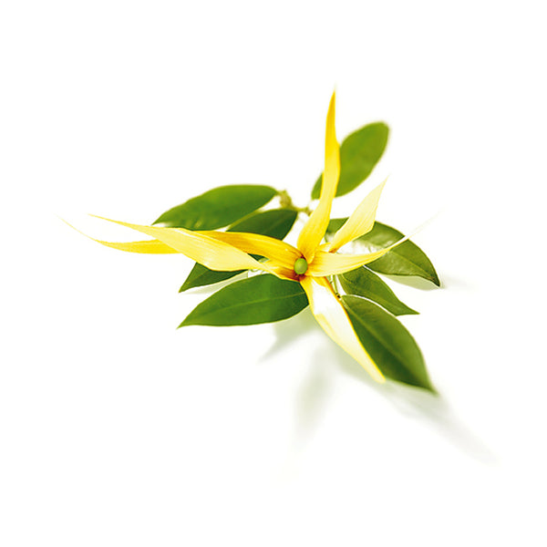 eterisk olja ylang ylang